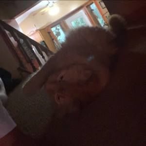 Meet your Posher, Nevaeh